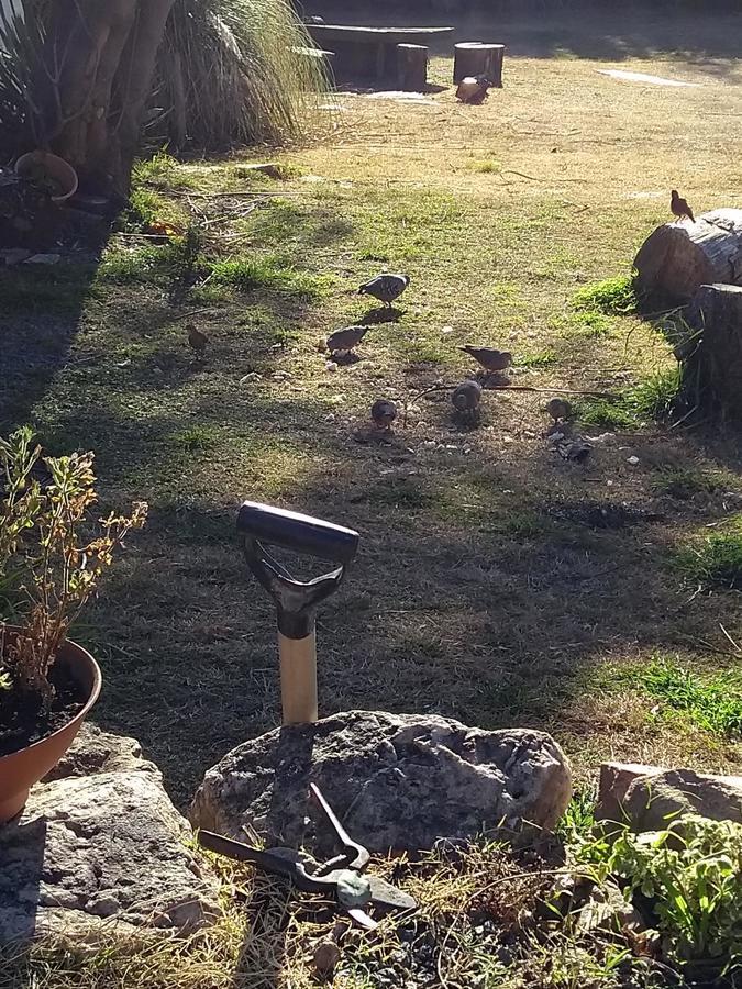 De Los Pajaros
