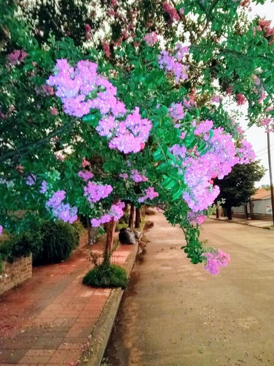 De Los Pajaros