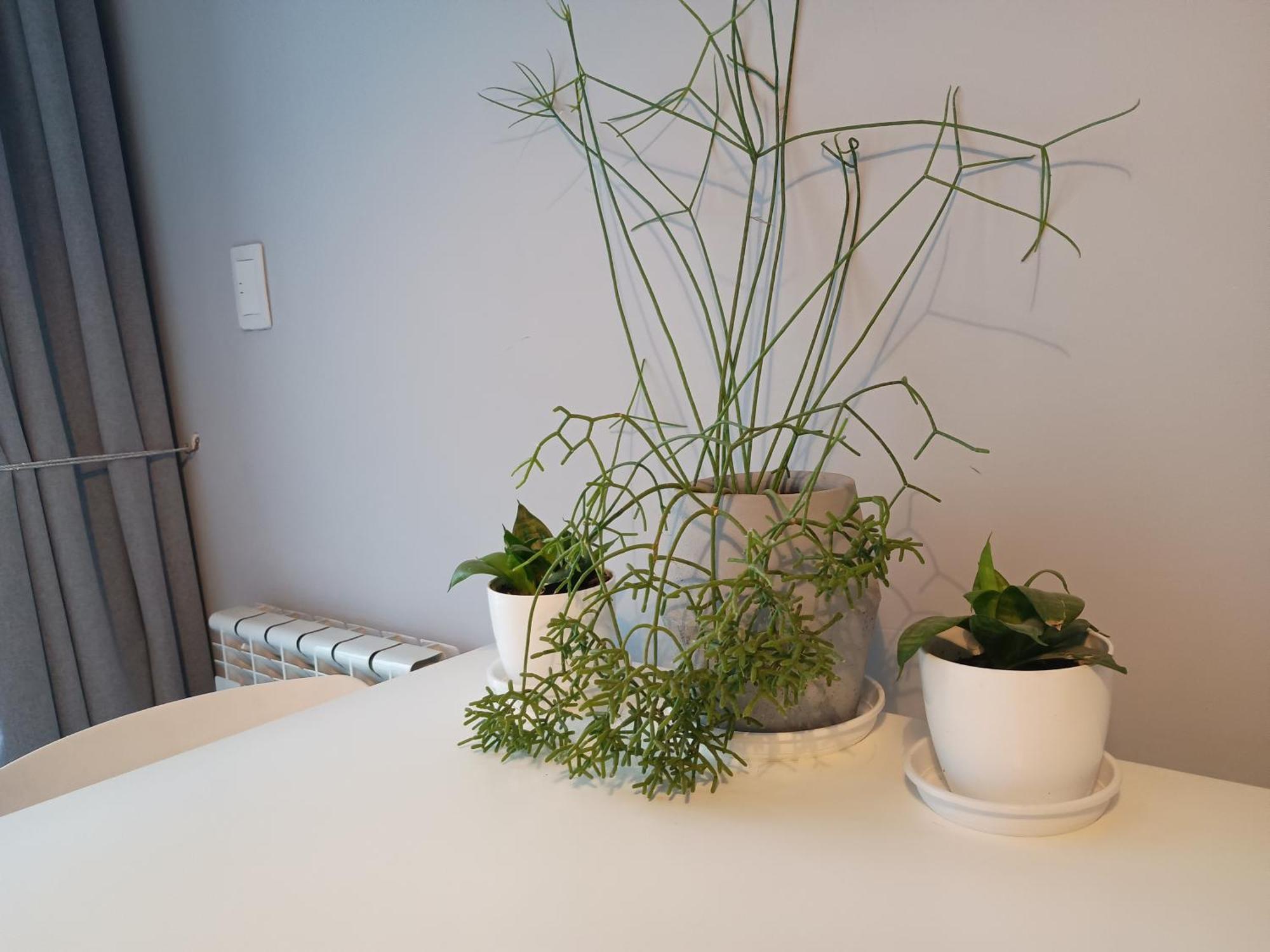Apartamento Depto Centrico Excelente Ubicacion, Con Cochera, Pileta Y Patio